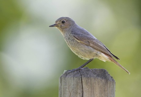 Black Redstart (Phoenicurus ochruros) female, Mecklenburg-Western Pomerania, Germany