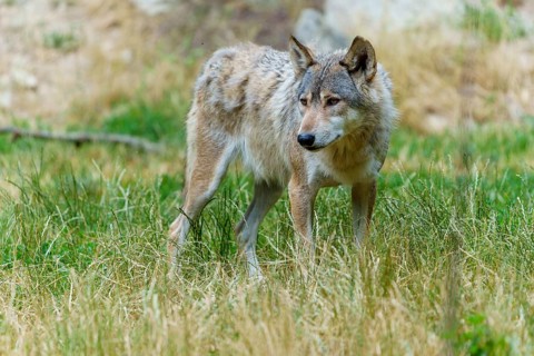 A wolf stands at attention in the tall grass of a summer meadow, Timberwolf, wolf, American wolf,