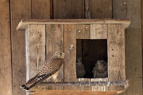 Kestrel (Falco tinnunculus)Female and two young birds at the incubator, village in Münsterland,