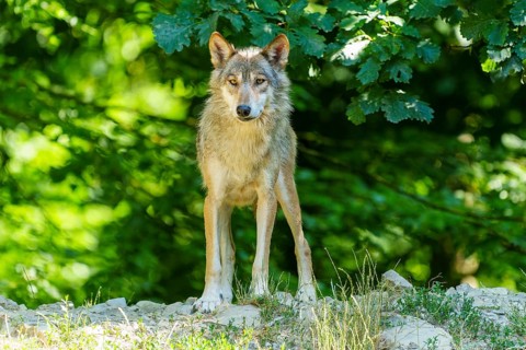 A lone wolf stands at attention in the forest, Timberwolf, wolf, American wolf, (Canis lupus