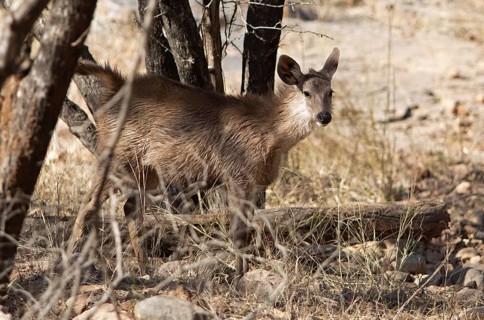 Sambar or sambar deer or horse deer (Cervus unicolor or Rusa unicolor) in the dry forest in