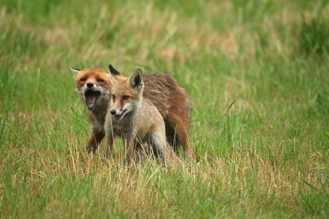 Red fox (Vulpes vulpes) male bites away weaned young, should finally become independent, mown