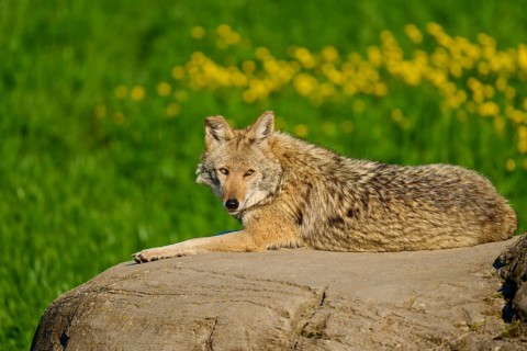 An attentive coyote gazes at a rock surrounded by green flora and yellow flowers, Coyote (Canis