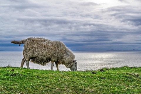 Sheeps on farms over Neist Point Lighthouse, Isle of Skye, Scotland, UK