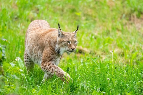 Eurasian lynx (Lynx lynx) walking in the grass, Bavaria, Germany