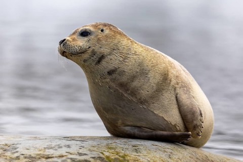 Harbour seal (Phoca vitulina) lying on a stone in the water, Mammals (Mammalia), Gravnesodden,