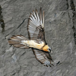 In all its splendour... Bearded vulture (Gypaetus barbatus) gliding in soaring flight upwind along