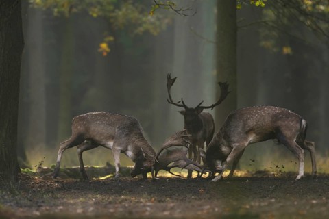 Duel of the fallow deer... Fallow deer (Dama dama) in rut, two stags fight for their rank deep in