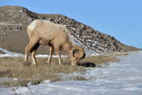 Ram... Bighorn sheep (Ovis canadensis) in winter, male wild sheep, twisted horns, wild sheep in the