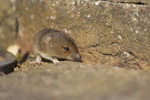 Brown rat (Rattus norvegicus) juvenile baby rodent animal emerging from a hole in an urban