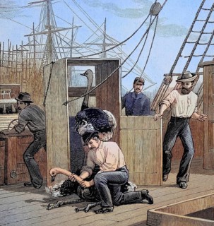 The transport of ostriches from South Africa to Australia by ship, an escaped ostrich is