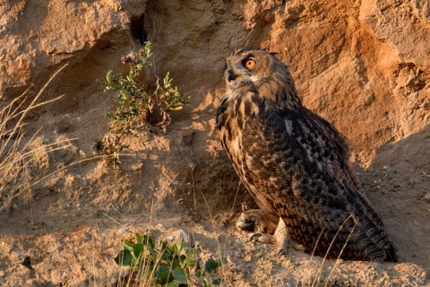In the late light... European Eagle Owl (Bubo bubo) in the wall of a sand pit, becomes active at