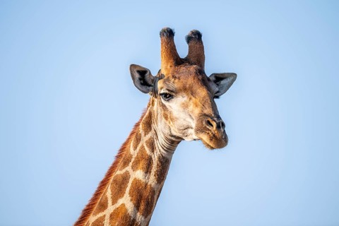 Cape giraffe (Giraffa giraffa giraffa) in front of a blue sky, animal portrait, Kruger National