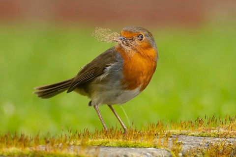 European robin (Erithacus rubecula) adult bird in an urban garden with nesting material in its beak