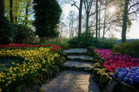 A quiet garden path surrounded by daffodils and hyacinths in the early morning light, Keukenhof,
