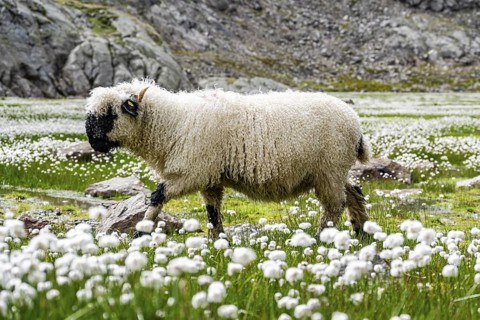 Valais Blacknose sheep (Ovis gmelini aries), in meadow with flowering white cotton grass, high