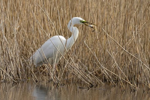 Great white egret (Ardea alba) adult bird in water on the edge of a reedbed with a frog for food in