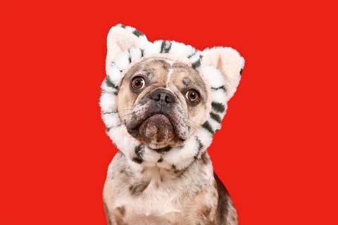Funny merle French Bulldog dog with cat headband on red background