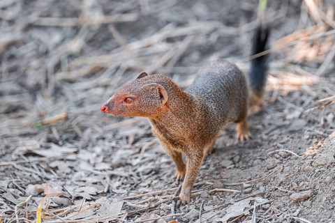 Slender mongoose (Herpestes sanguineus) Kruger National Park, South Africa