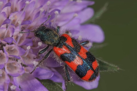 Bee beetle (Trichodes apiarius) nibbling pollen on a field widow flower, bright pattern,
