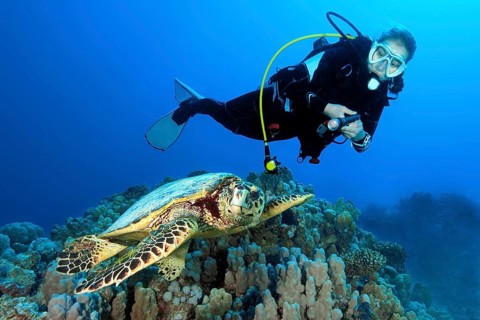 Underwater photo of diver looking at swims next to Hawksbill sea turtle (Eretmochelys imbricata)