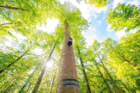 A tall tree reaches the radiant sky with its crown, forest willow project, compensatory measure for
