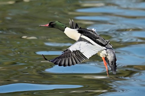 Goosander (Mergus merganser), male in flight, Flachsee nature reserve, Freiamt, Canton Aargau,