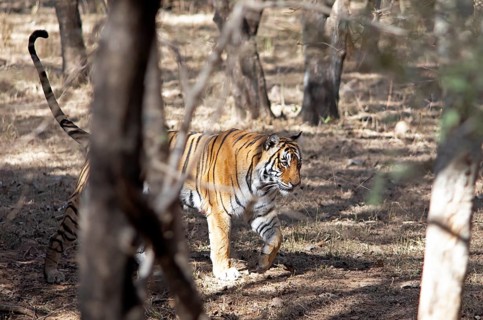 Bengal tiger or Indian tiger (Panthera tigris tigris) in the dry forest, Ranthambore National Park,