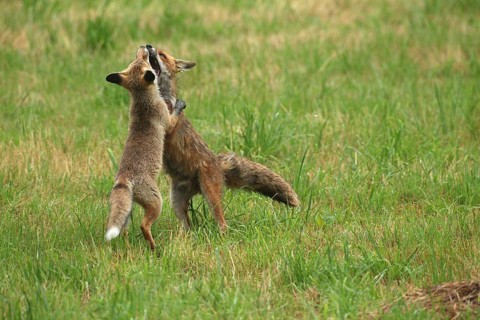 Red fox (Vulpes vulpes) male and weaned young playing on a mown meadow in light rain, Allgäu,