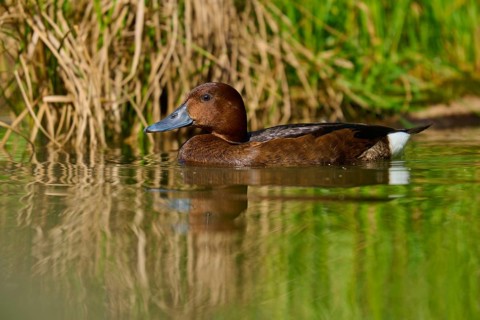 Brown duck swimming gently along water plants with a calm surface, Ferruginous duck (Aythya