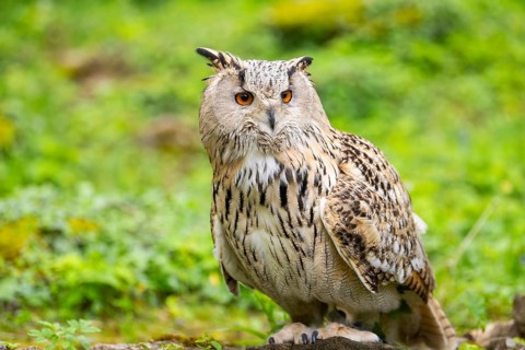 Western Siberian eagle-owl (Bubo bubo sibiricus) sitting on the ground, captive, Bavaria, Germany