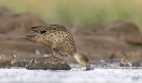 Grey Teal (Anas gracilis), Victoria, Australia