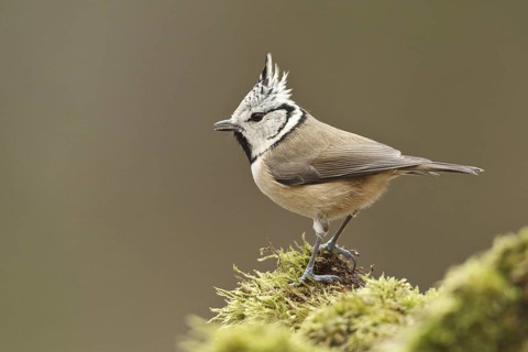 European Crested Tit (Lophophanes cristatus), Rhineland-Palatinate, Germany