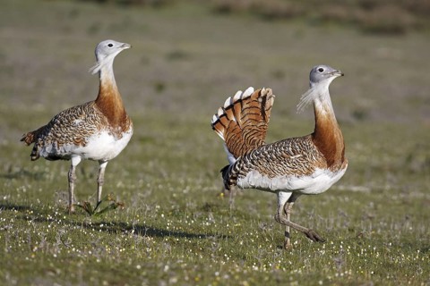 Great Bustard (Otis tarda), Extremadura, Spain