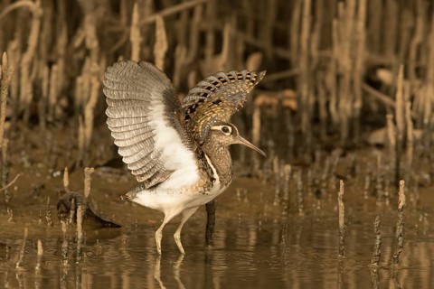 Greater Painted-snipe (Rostratula benghalensis), Gambia