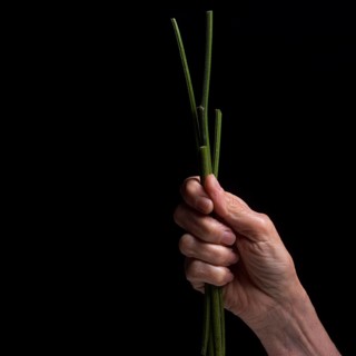 A hand grips a bundle of fresh chives, showcasing their vibrant green color. The dark background