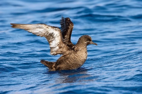 Sooty Shearwater (Ardenna grisea), Eilat, Israel