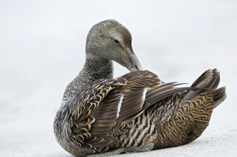Eiderente (Somateria mollissima), Eider, Weibchen sitzt am Strand und putzt sich, Juni, Duene der