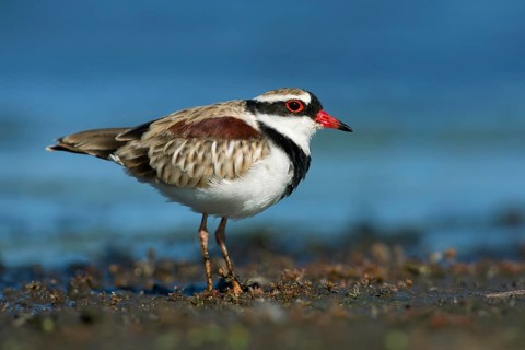Black-fronted Dotterel (Elseyornis melanops), Victoria, Australia