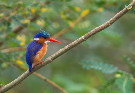 Malachite Kingfisher (Corythornis cristatus), Uganda