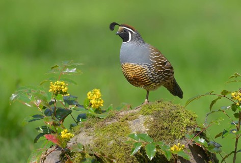 California Quail (Callipepla californica) male, British Columbia, Canada