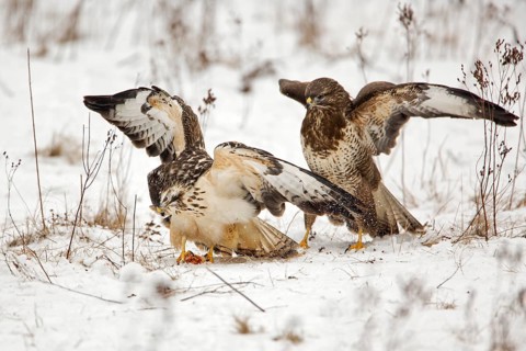 Common Buzzard (Buteo buteo) wrangling, Saxony-Anhalt, Germany
