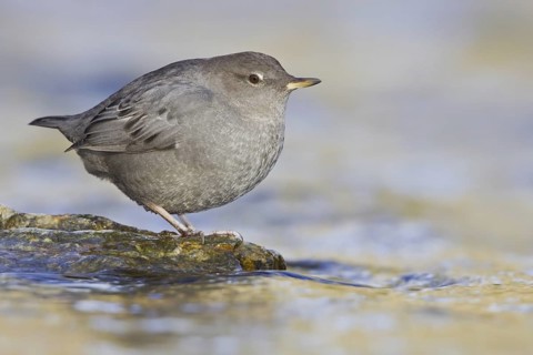 American Dipper (Cinclus mexicanus), British Columbia, Canada