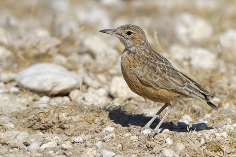 Spike-heeled Lark (Chersomanes albofasciata), Etosha National Park, Namibia