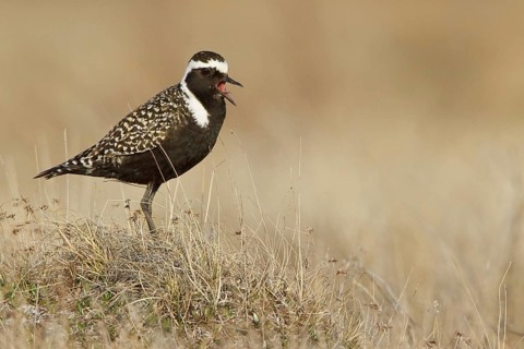 American Golden Plover (Pluvialis dominica) male, Manitoba, Canada