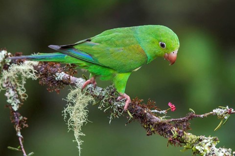 Plain Parakeet (Brotogeris tirica) perched on a branch in the Atlantic rainforest of southeast