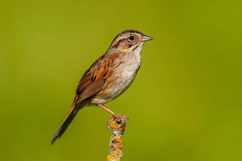 Swamp Sparrow Melospiza georgiana Tamarack, Aitken County, Minnesota, United States 18 June Adult