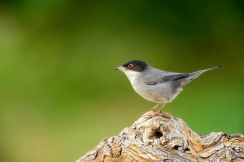 Sardinian Warbler (Sylvia melanocephala) male, Alicante, Spain