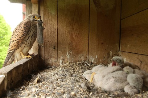 Common Kestrel (Falco tinnunculus) female feeds chicks, Lower Saxony, Germany