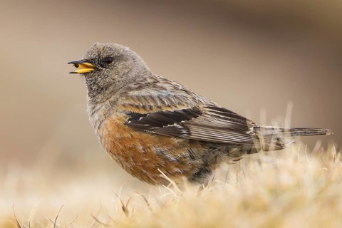 Alpine Accentor (Prunella collaris montana) perched on the ground, feeding on seeds, Caucasus,
